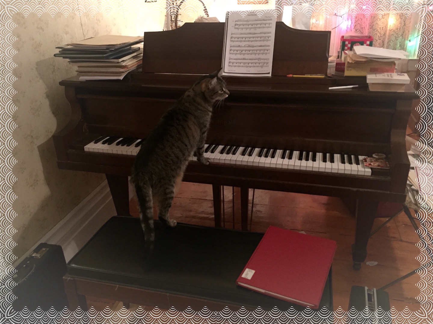 Jasmine Kitty at piano practice (on husband George's Kimball)